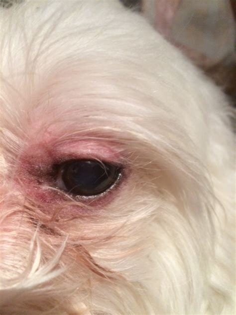 maltese eye infection.